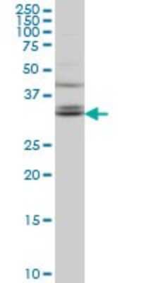 Western Blot: TSPAN32/TSSC6 Antibody (2B4) [H00010077-M02]