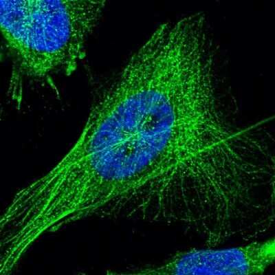 Immunocytochemistry/ Immunofluorescence: TSPAN33 Antibody [NBP1-92490]