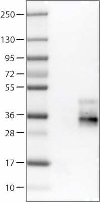 Western Blot: TSPAN7/TM4SF2 Antibody (CL0262) [NBP2-52894]