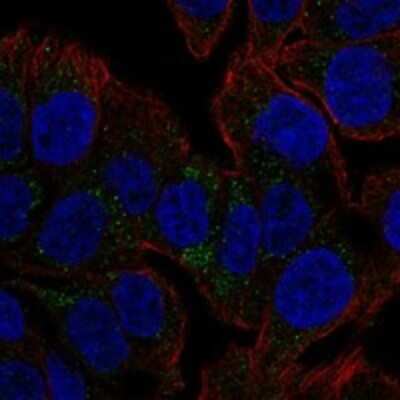 Immunocytochemistry/ Immunofluorescence: TSPAN8/TM4SF3 Antibody [NBP3-17777]