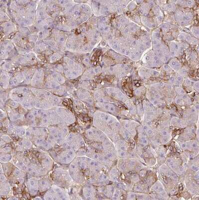 Immunohistochemistry-Paraffin: TSPAN8/TM4SF3 Antibody [NBP2-38529]