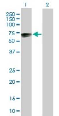 Western Blot: TSPYL1 Antibody [H00007259-B01P]