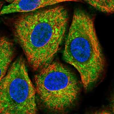 Immunocytochemistry/ Immunofluorescence: TSPYL5 Antibody [NBP1-93578]