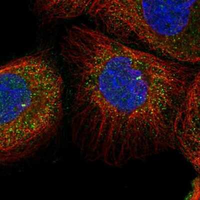 Immunocytochemistry/ Immunofluorescence: TSPYL6 Antibody [NBP1-85917]