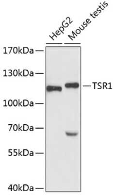 Western Blot: TSR1 AntibodyAzide and BSA Free [NBP2-93282]