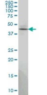 Western Blot: TSSC1 Antibody (2H5) [H00007260-M01]