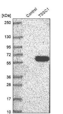 Western Blot: TSSC1 Antibody [NBP1-86332]