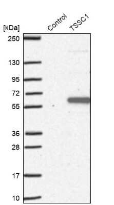 Western Blot: TSSC1 Antibody [NBP1-86333]