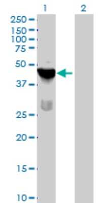 Western Blot: TSSK1 Antibody [H00083942-B01P]