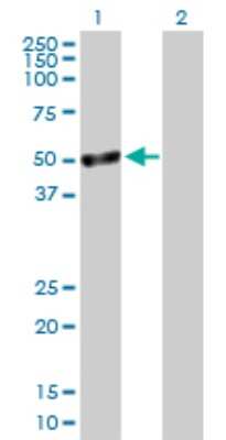 Western Blot: TSSK1 Antibody [H00083942-D01P]