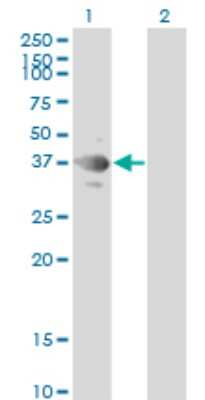 Western Blot: TSSK2 Antibody (1E12) [H00023617-M01]