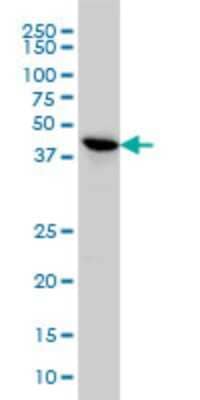 Western Blot: TSSK2 Antibody (1H2) [H00023617-M02]