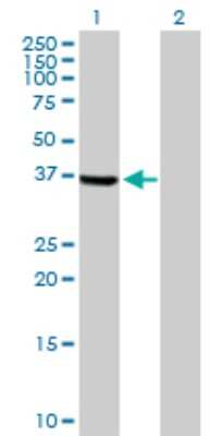 Western Blot: TSSK2 Antibody [H00023617-D01P]