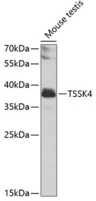 Western Blot: TSSK4 AntibodyBSA Free [NBP2-94517]