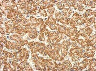 Immunohistochemistry-Paraffin: TST Antibody [NBP2-20752]