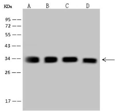 Western Blot: TST Antibody [NBP2-98573]