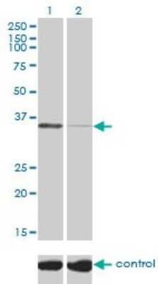 Western Blot: TSTA3 Antibody (2B9) [H00007264-M01]