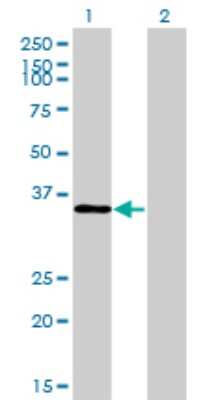 Western Blot: TSTA3 Antibody (2B9) [H00007264-M01]