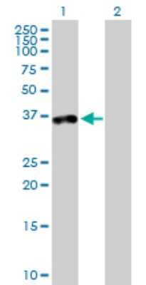 Western Blot: TTC1 Antibody [H00007265-B01P]