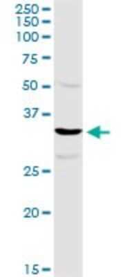 Western Blot: TTC1 Antibody [H00007265-D01P]
