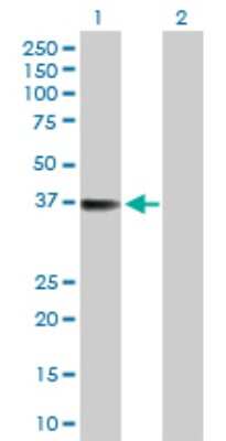Western Blot: TTC1 Antibody [H00007265-D01P]