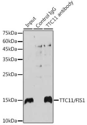 Immunoprecipitation: TTC11 Antibody (6S1G4) [NBP3-15848]