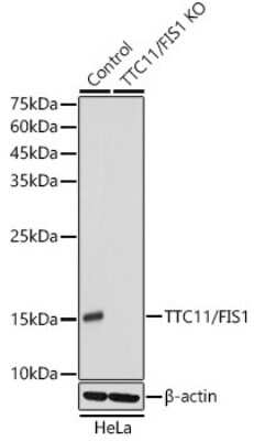 Knockout Validated: TTC11 Antibody (6S1G4) [NBP3-15848]