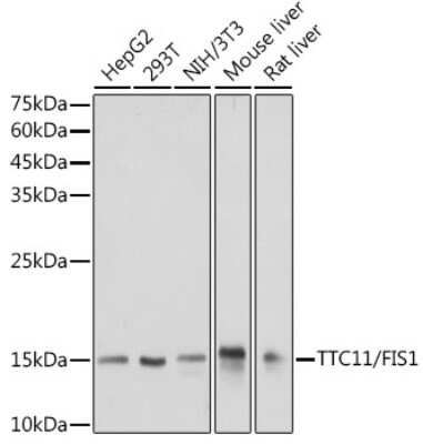 Western Blot: TTC11 Antibody (6S1G4) [NBP3-15848]