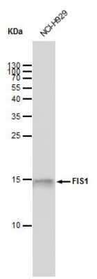 Western Blot: TTC11 Antibody (9810) [NBP2-43628]