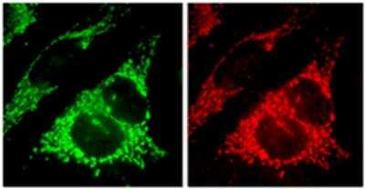 Immunocytochemistry/ Immunofluorescence: TTC11 Antibody [NBP2-80111]
