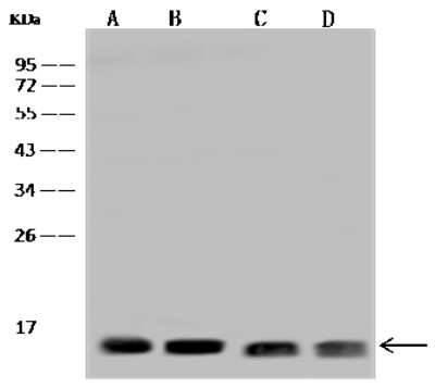 Western Blot: TTC11 Antibody [NBP2-97168]