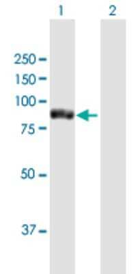 Western Blot: TTC12 Antibody [H00054970-B01P]