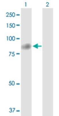 Western Blot: TTC12 Antibody [H00054970-D01P]