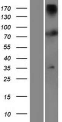 Western Blot: TTC12 Overexpression Lysate [NBP2-06908]