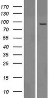 Western Blot: TTC13 Overexpression Lysate [NBP2-06330]