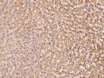 Immunohistochemistry-Paraffin: TTC14 Antibody [NBP2-97491]