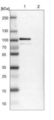 Western Blot: TTC14 Antibody [NBP1-84657]