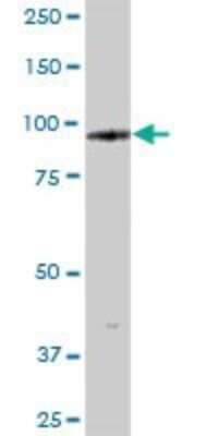 Western Blot: TTC15 Antibody [H00051112-B01P]