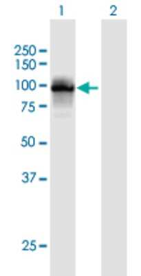 Western Blot: TTC15 Antibody [H00051112-B01P]