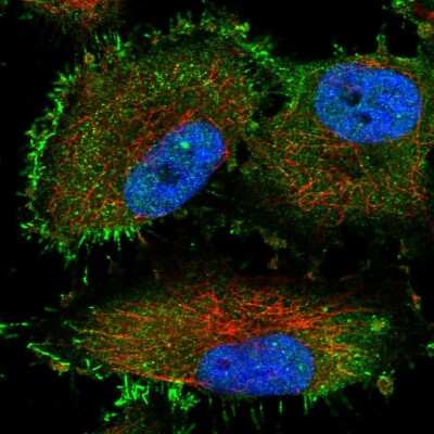 Immunocytochemistry/ Immunofluorescence: TTC17 Antibody [NBP1-83816]