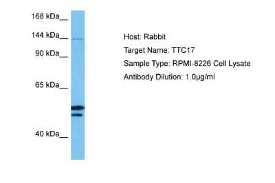 Western Blot: TTC17 Antibody [NBP2-86022]