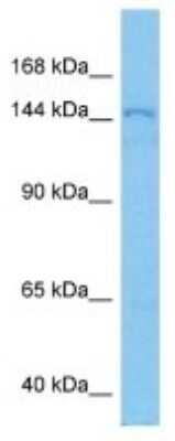 Western Blot: TTC21B Antibody [NBP3-11013]