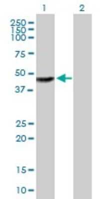 Western Blot: TTC23 Antibody [H00064927-B01P]