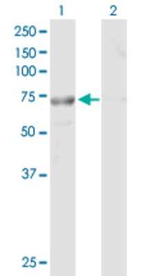 Western Blot: TTC30B Antibody [H00150737-B01P]