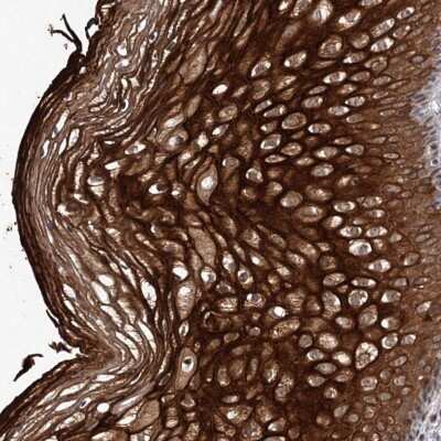 Immunohistochemistry-Paraffin: TTC31 Antibody [NBP1-82282]