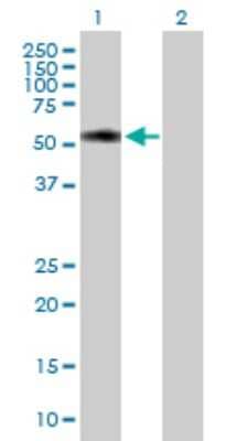 Western Blot: TTC31 Antibody [H00064427-B01P]