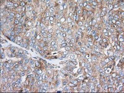 Immunohistochemistry-Paraffin: TTC32 Antibody (OTI1F7) [NBP2-02691]