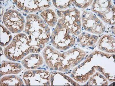 Immunohistochemistry-Paraffin: TTC32 Antibody (OTI1F7) [NBP2-02691]