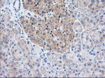 Immunohistochemistry-Paraffin: TTC32 Antibody (OTI1F7) [NBP2-02691]