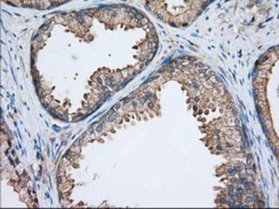 Immunohistochemistry-Paraffin: TTC32 Antibody (OTI1F7) [NBP2-02691]